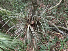 Tillandsia × floridana