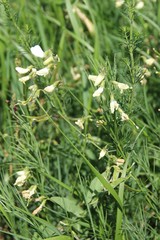 Lathyrus pallescens