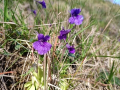 Pinguicula grandiflora