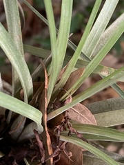 Tillandsia × floridana