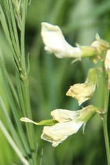 Lathyrus pallescens