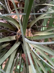Tillandsia × floridana