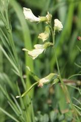 Lathyrus pallescens
