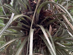 Tillandsia × floridana
