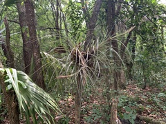 Tillandsia × floridana