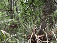 Tillandsia × floridana