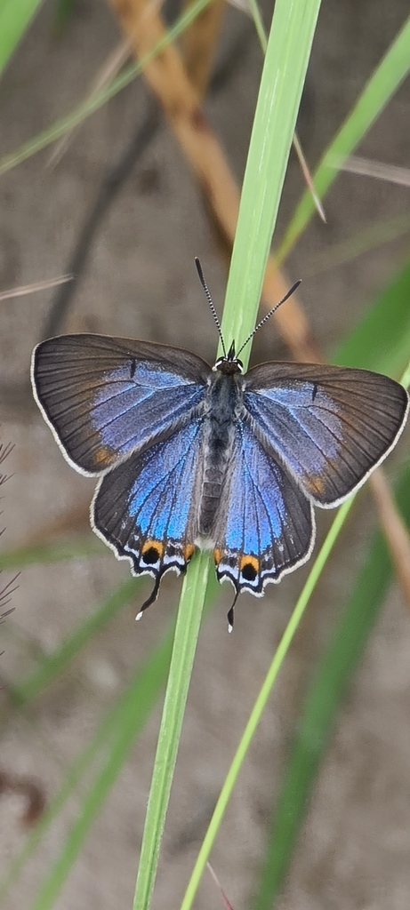 Emerald Hairstreak