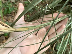 Tillandsia × floridana