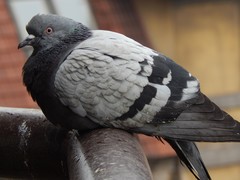 Columba livia domestica