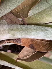 Tillandsia × floridana