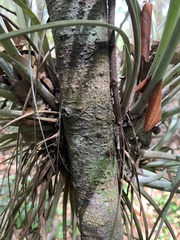 Tillandsia × floridana