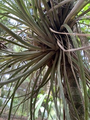 Tillandsia × floridana