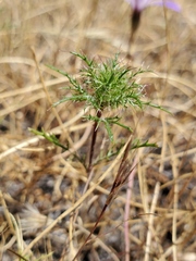 Navarretia tagetina