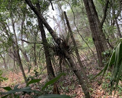 Tillandsia × floridana