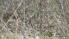 Sylvilagus floridanus