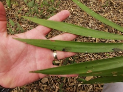 Zamia loddigesii