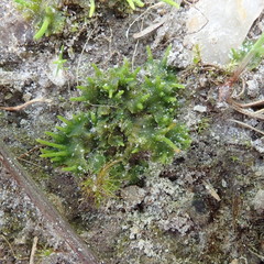 Phaeoceros carolinianus