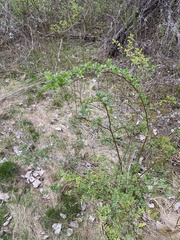 Levisticum