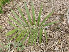 Zamia loddigesii