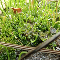 Phaeoceros carolinianus