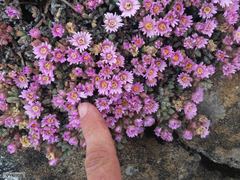 Oscularia caulescens