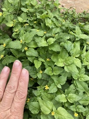 Calyptocarpus vialis