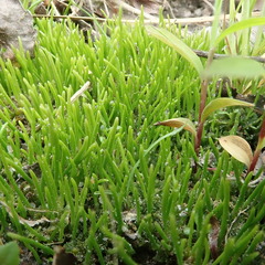 Phaeoceros carolinianus