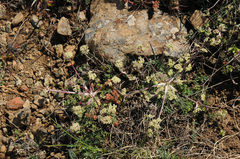 Trinia