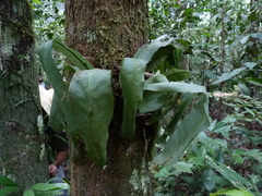 Asplenium serratum
