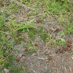 Phaeoceros carolinianus