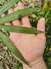 Zamia loddigesii