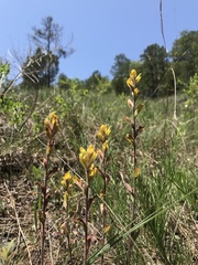 Castilleja kraliana