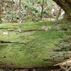 Odontoschisma sphagni