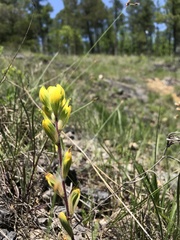 Castilleja kraliana