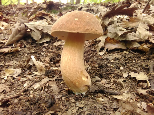 Summer Bolete