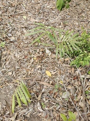 Zamia loddigesii