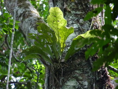 Anthurium galactospadix