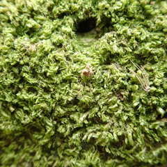 Odontoschisma sphagni