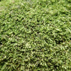 Odontoschisma sphagni