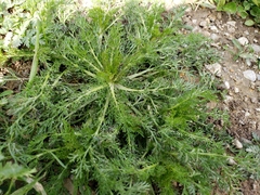 Matricaria discoidea