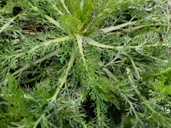 Matricaria discoidea