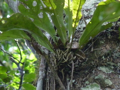 Anthurium galactospadix