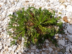 Matricaria discoidea