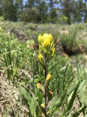 Castilleja kraliana