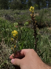 Castilleja kraliana