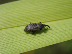 Notaris acridulus