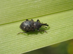 Notaris acridulus