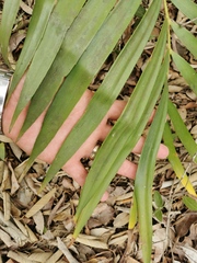 Zamia loddigesii