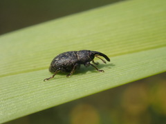 Notaris acridulus