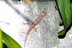 Hemidactylus platyurus
